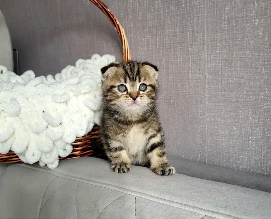 Чудо шотландские котики