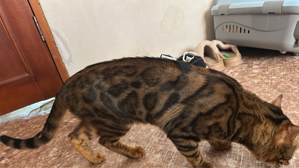 Отдам бенгальского кота