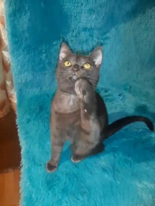 Котенок-подросток в добрые руки