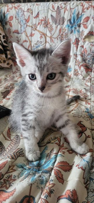 Девочки ищут заботливую семью