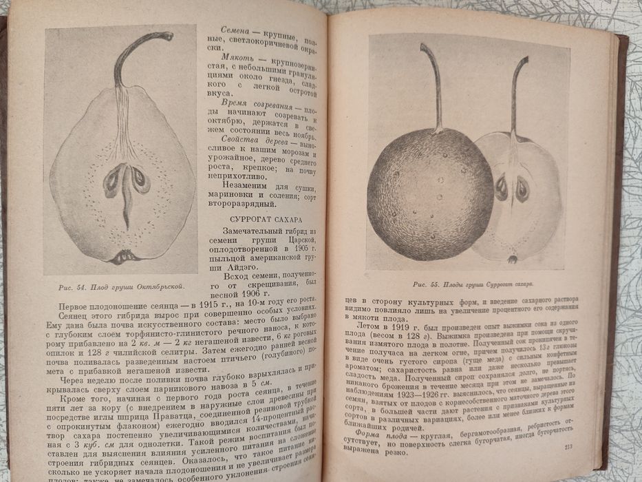 И.В. Мичурин. Гениальный генетик и селекционер.