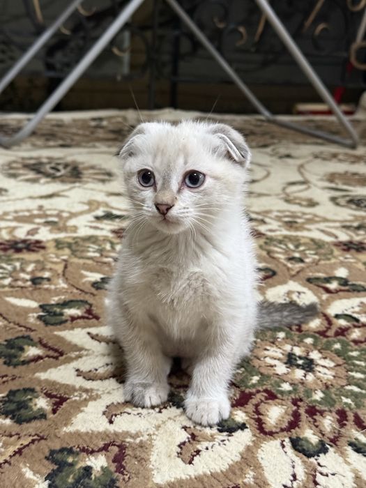 Шотландские кошки