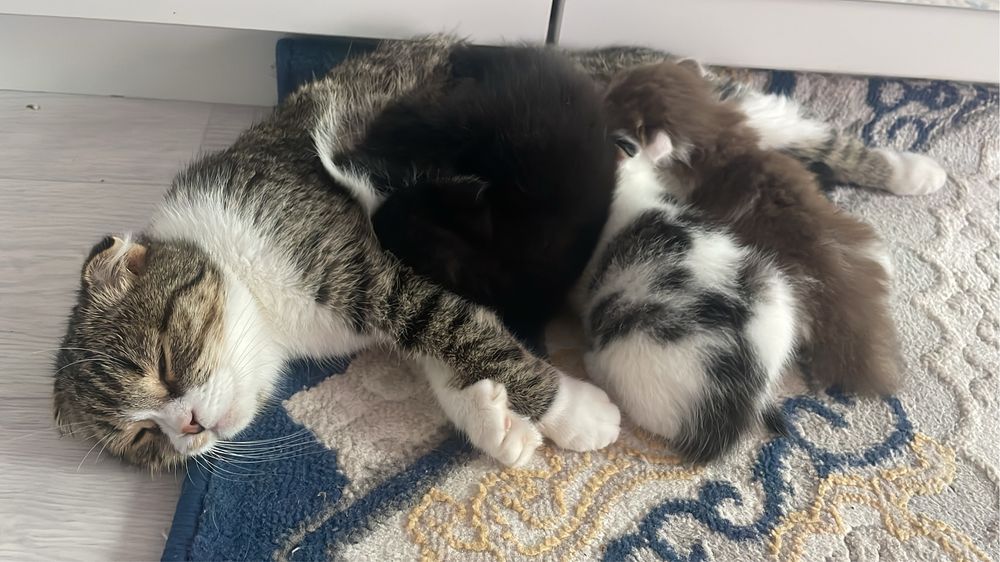 отдам даром котята