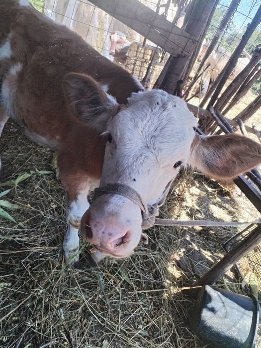 De vânzare vițică de 4 pe 5 luni cuminte și foarte mâncăcioasă