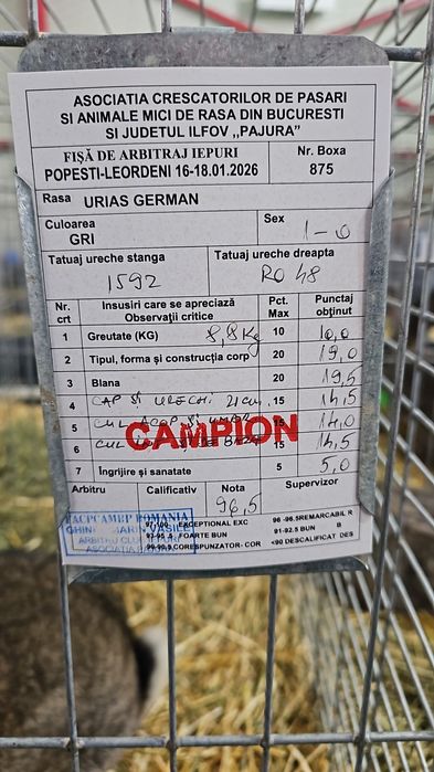 Mascul Urias German Campion Expo Pajura