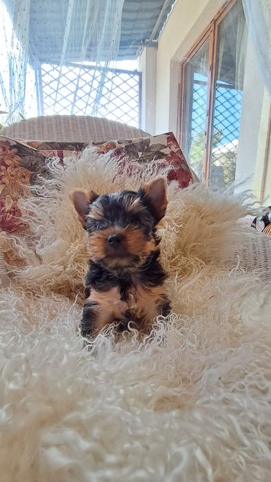 Йоркширски териер, йорки