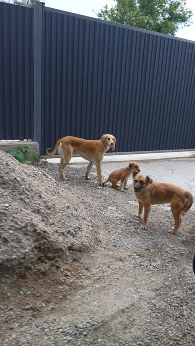 Собака со щенками ищут дом и хозяев