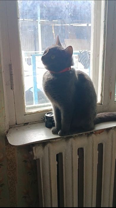 Отдам кошку в хорошие руки