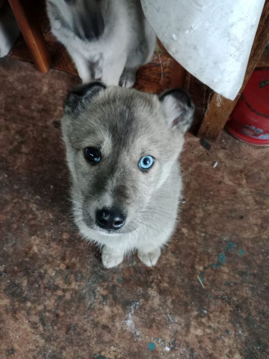 Отдам щенят в хорошие руки