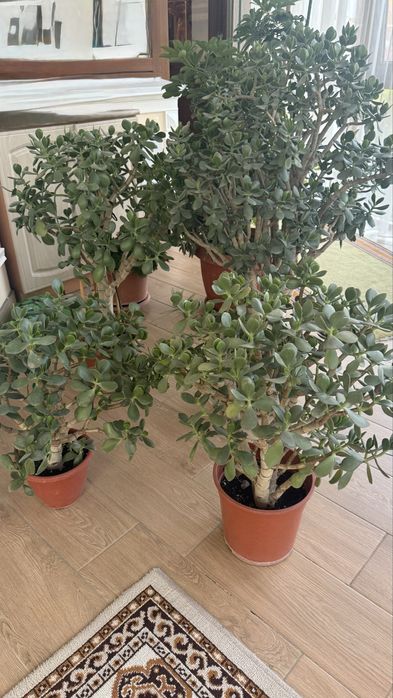 Растения комнатные