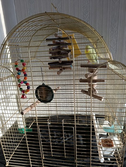 Продам волнистого попугая.