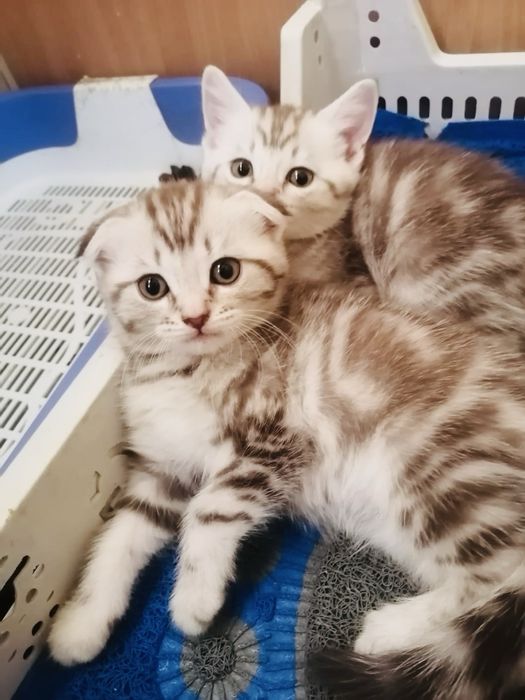 Продам шикарных шотладских котят