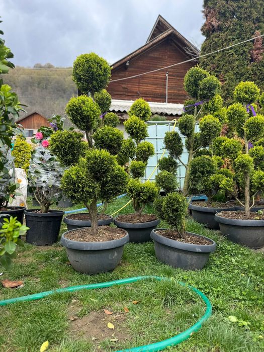 ‼️ Plante ornamentale ‼️