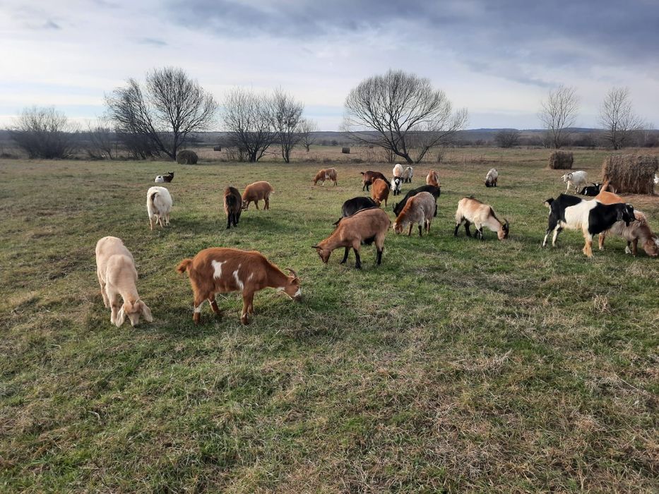 Vând capre Anglo-Nubiană! Cadou o remorcă de fân!