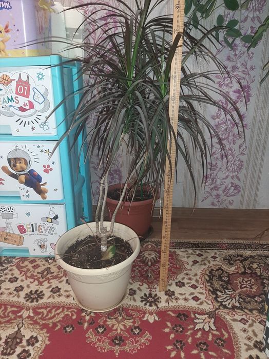 Продается комнатные  растения