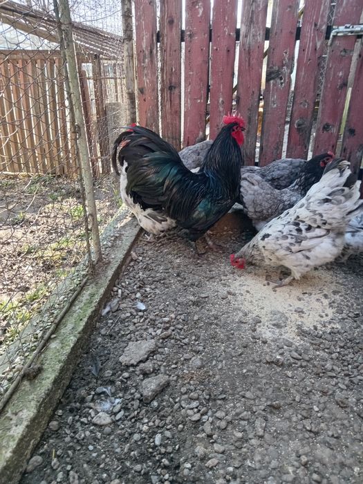 Ouă pentru incubat - Găini australop