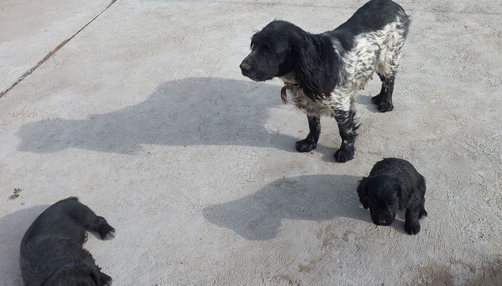 Продам щенков спаниеля