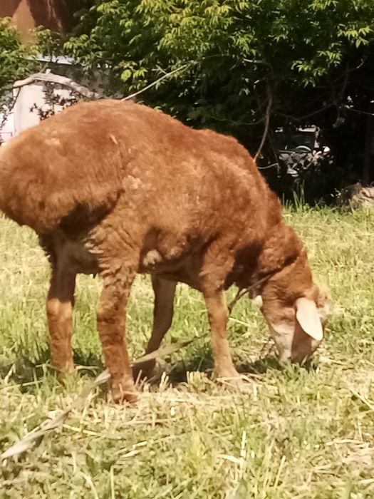 Қошқар сатылады   породалы.