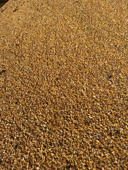 Vand porumb boabe uscat