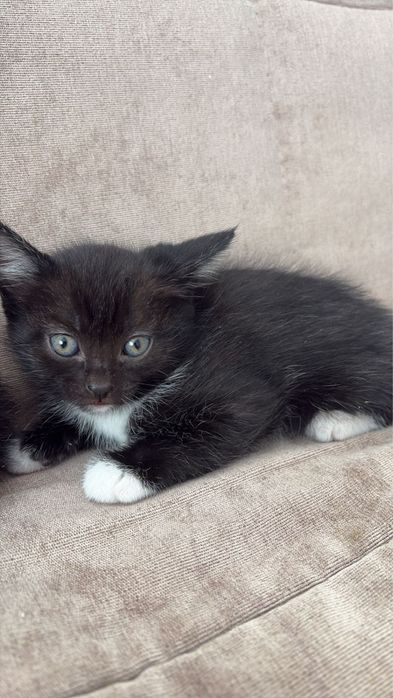 Котята срочно ищют дом