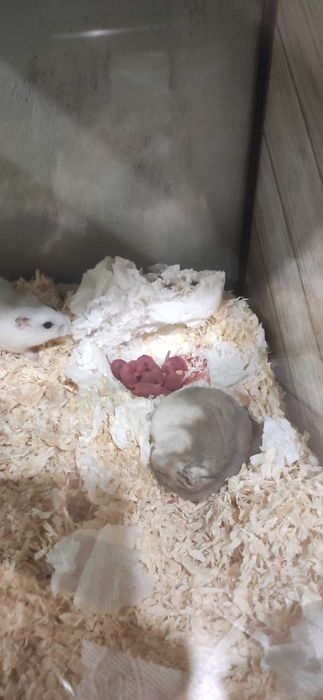 Мини хамстери..