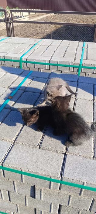 Отдам котят в хорошие руки!!!