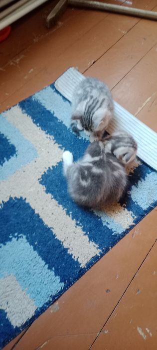 Котята шотландцы скотиш страйт