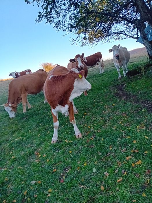 Vînd vaci Balțata românească