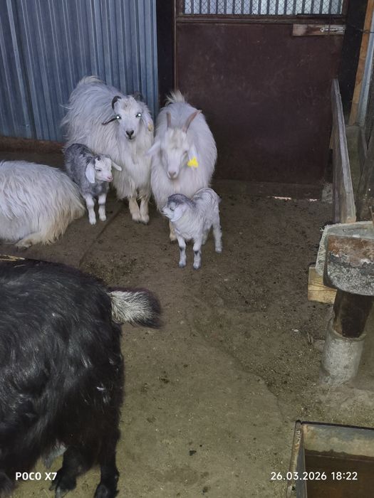 Козы с козлятами девочки