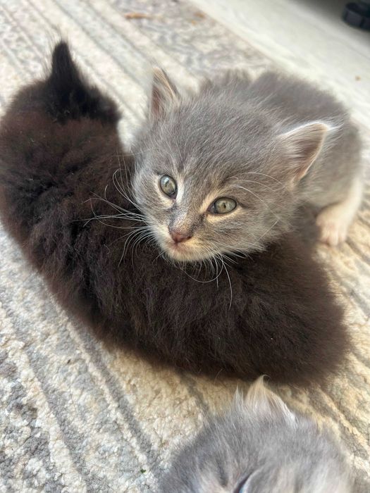 Котята бесплатно