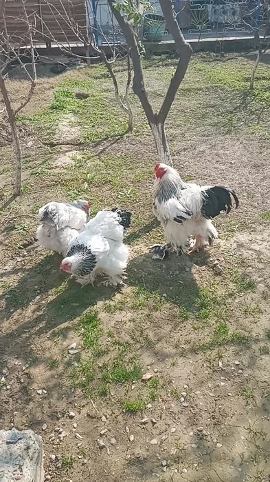 Светли брама 1+2