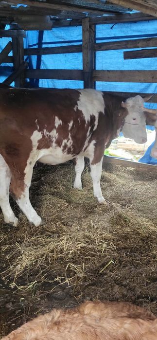 Vaci cu vitel de vânzare