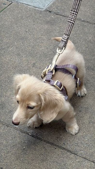 Выгул собак (только М.Улугбекский р-н)