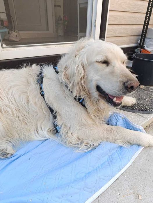 Подарявам чистокръвен Голдън ретривър Alex