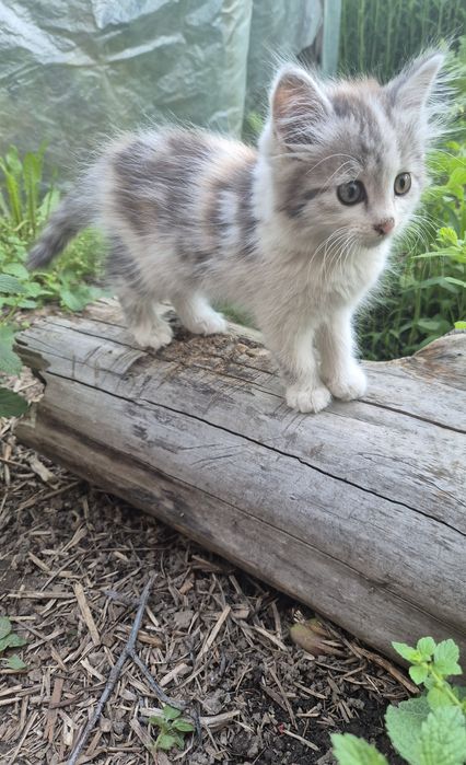 Отдам милых котят