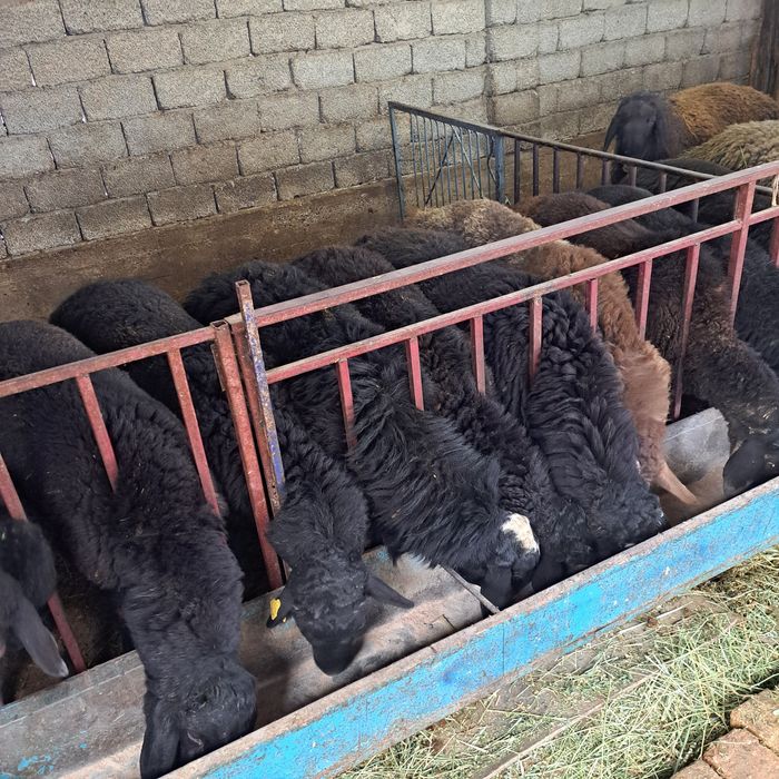 Семиз кошкар койлар