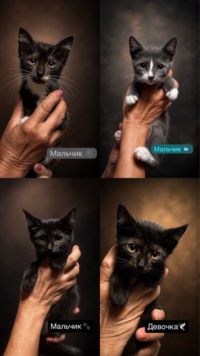 Отдать красивых котят