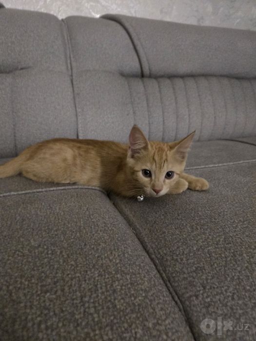 Ангрен. Котята в добрые руки.