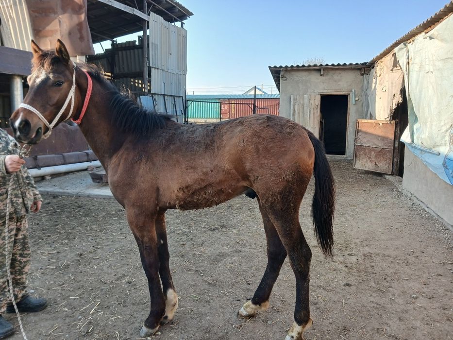 Продам Тайника 11 месяцев