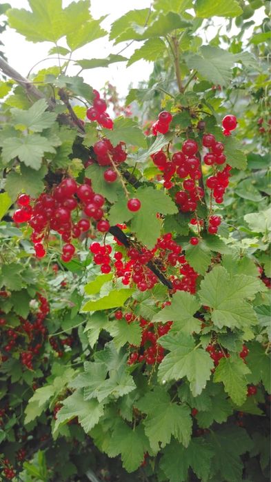 Продам ягоды .Смородина.Вишня. Малина.