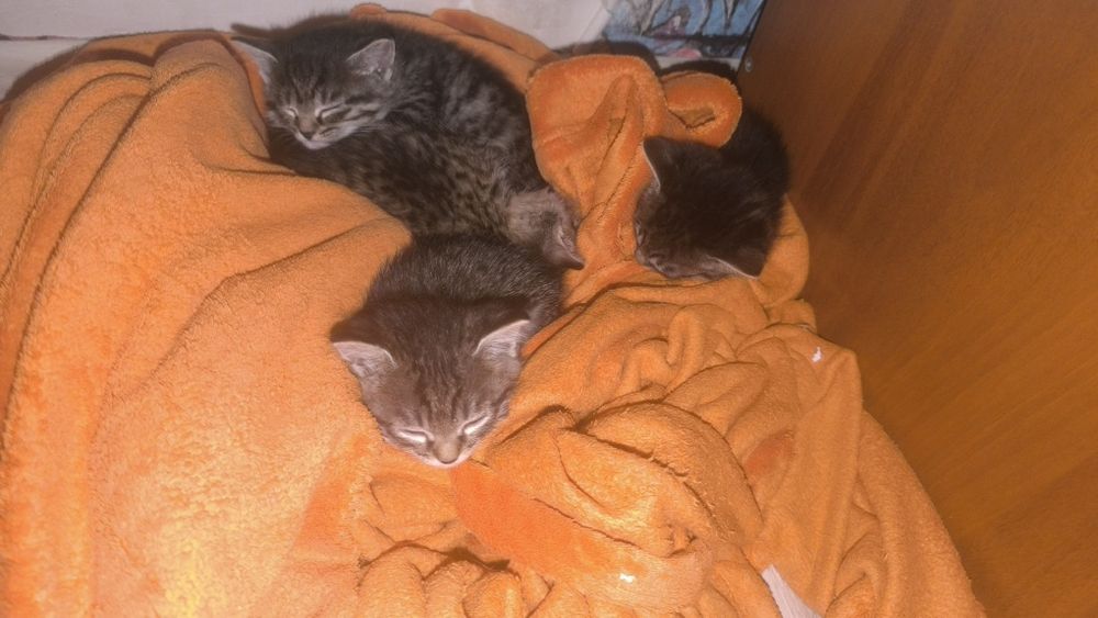 Котята ищут дом.