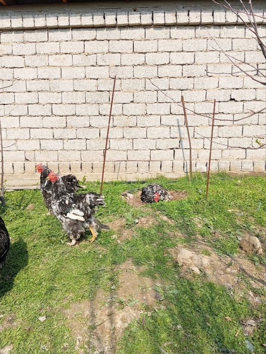 Брама хурозлари (жужа хурозлар)