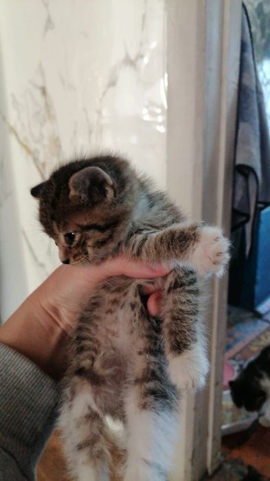 Отдам котят в хорошие руки 2 кота и 2 кошки
