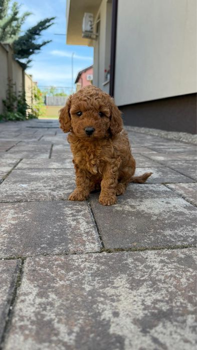 Poodle toy.