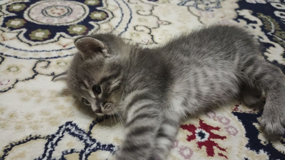 Милые, красивые котёнки
