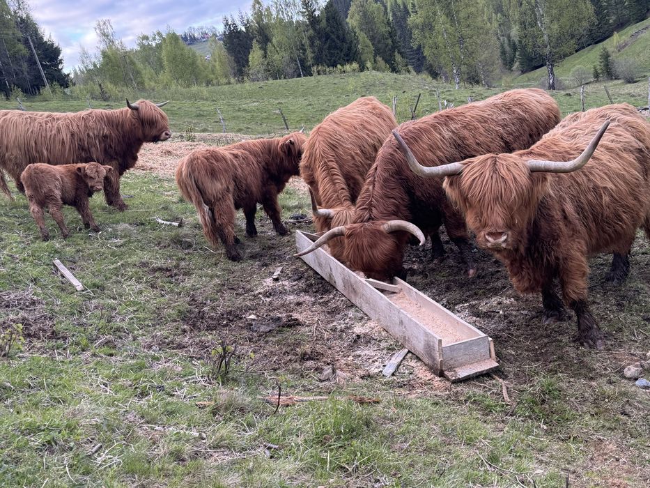 vaca  highland scotian