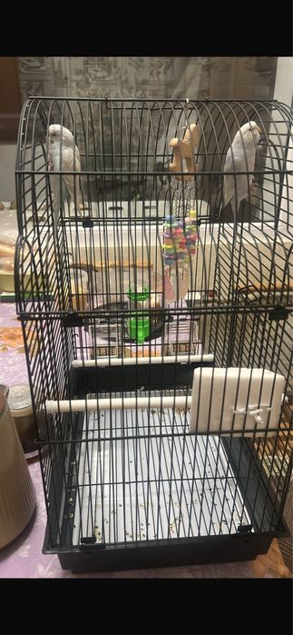 Продам двух попугайчиков девочка и мальчик + клетка