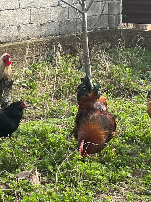 Қораз, қазақы әтеш