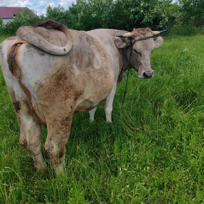 Vând junica la a doua fătare, gestanta în 8 luni
