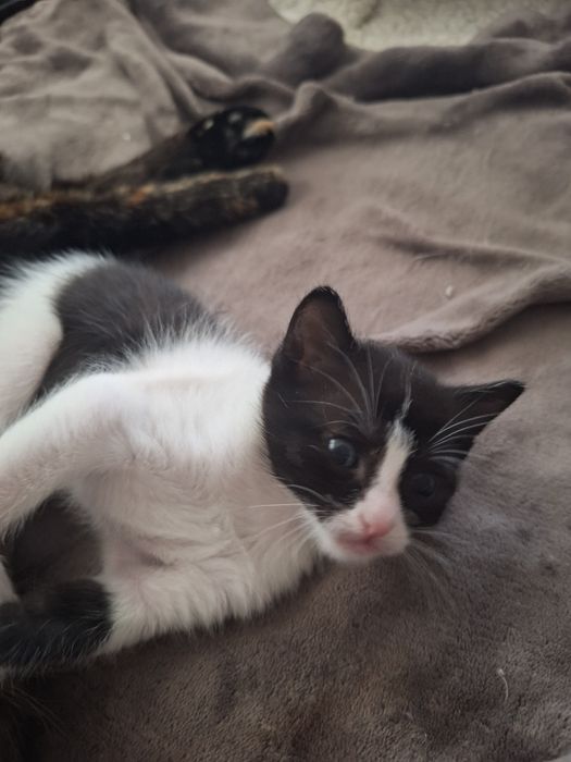 ПОДАРЯВАМ котенца